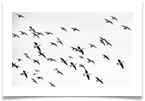 In flight DSC_2187 - Carol Sparkes